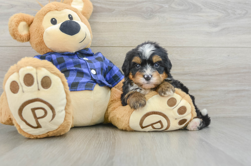 7 week old Mini Bernedoodle Puppy For Sale - Premier Pups