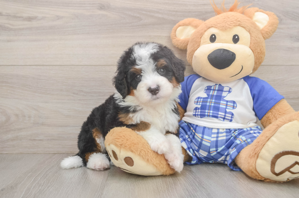 5 week old Mini Bernedoodle Puppy For Sale - Premier Pups