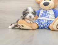 5 week old Mini Bernedoodle Puppy For Sale - Premier Pups