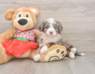 5 week old Mini Bernedoodle Puppy For Sale - Premier Pups