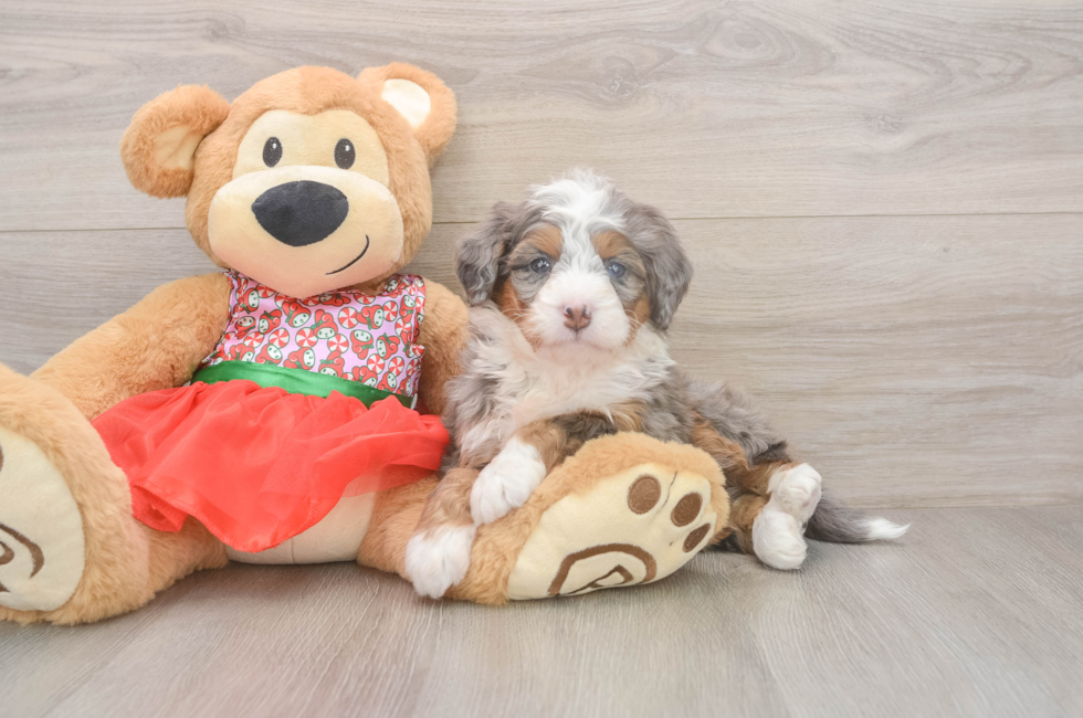 5 week old Mini Bernedoodle Puppy For Sale - Premier Pups