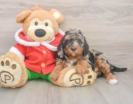 6 week old Mini Bernedoodle Puppy For Sale - Premier Pups