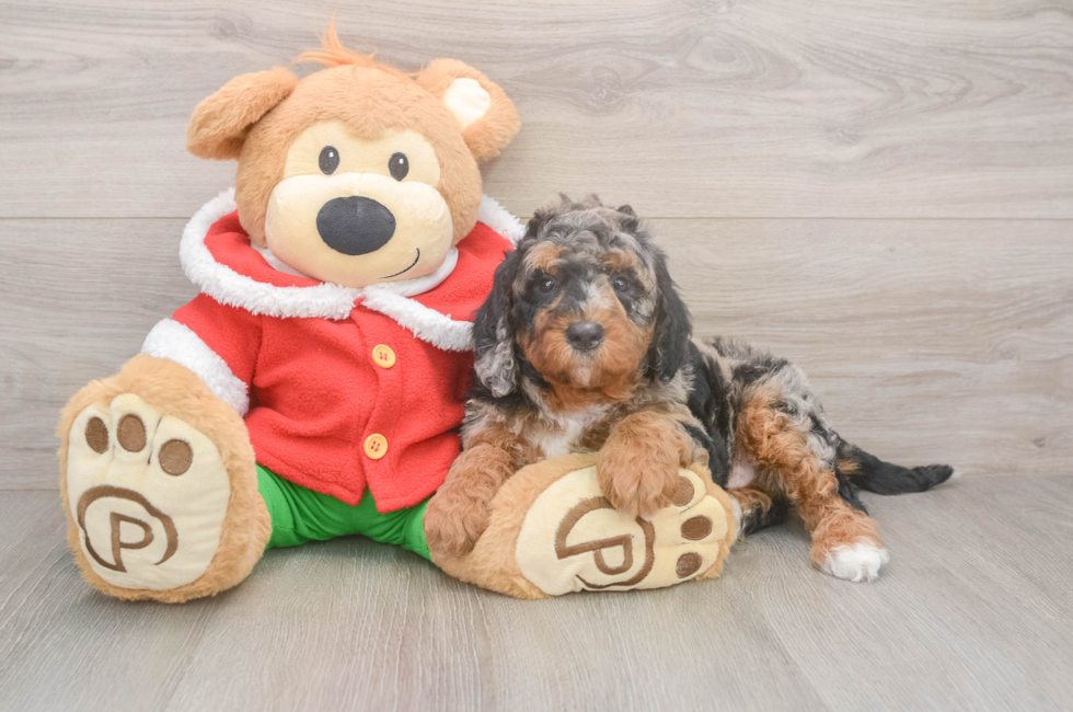 6 week old Mini Bernedoodle Puppy For Sale - Premier Pups