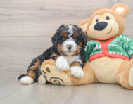 6 week old Mini Bernedoodle Puppy For Sale - Premier Pups