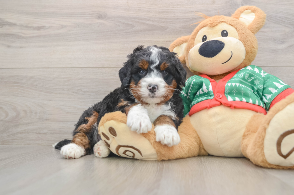 5 week old Mini Bernedoodle Puppy For Sale - Premier Pups