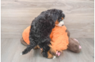Best Mini Bernedoodle Baby