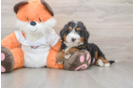 Best Mini Bernedoodle Baby