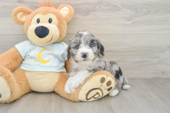Mini Bernedoodle Puppy for Adoption