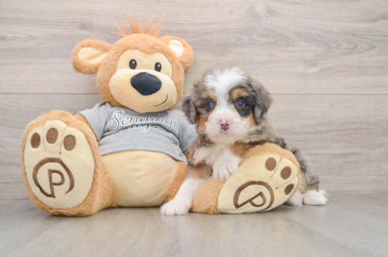 Friendly Mini Bernedoodle Baby