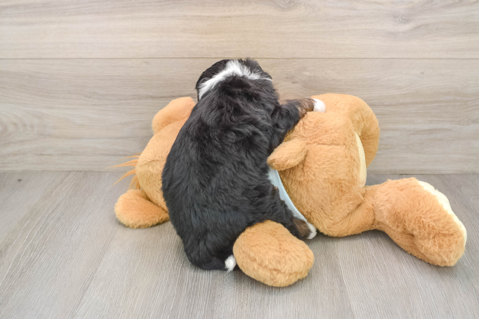 Best Mini Bernedoodle Baby
