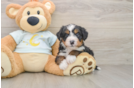 Best Mini Bernedoodle Baby