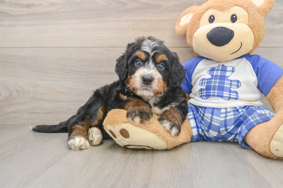 Mini Bernedoodle Puppy for Adoption