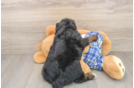 Mini Bernedoodle Puppy for Adoption