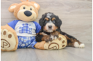 Mini Bernedoodle Puppy for Adoption