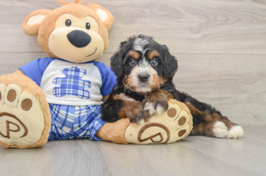 Mini Bernedoodle Puppy for Adoption