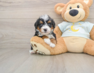 5 week old Mini Bernedoodle Puppy For Sale - Premier Pups