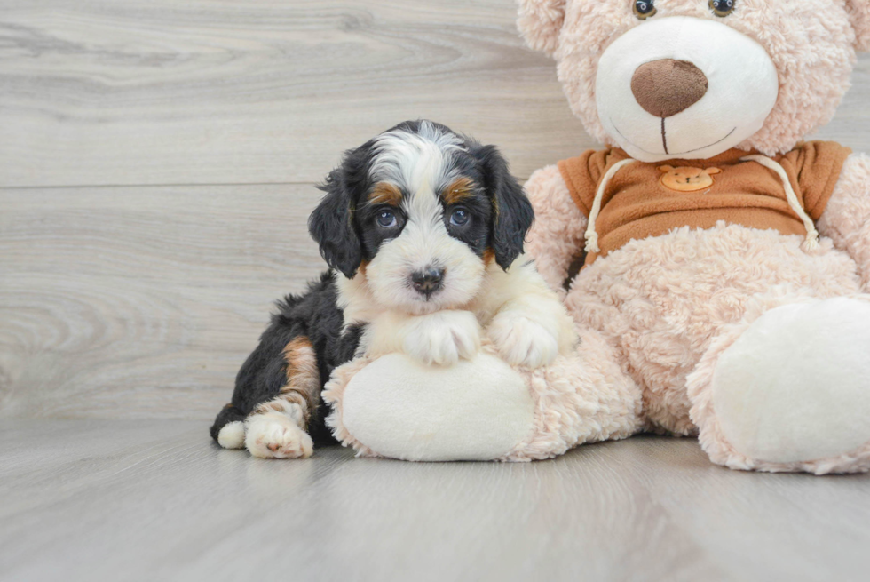 Little Mini Berniedoodle Poodle Mix Puppy