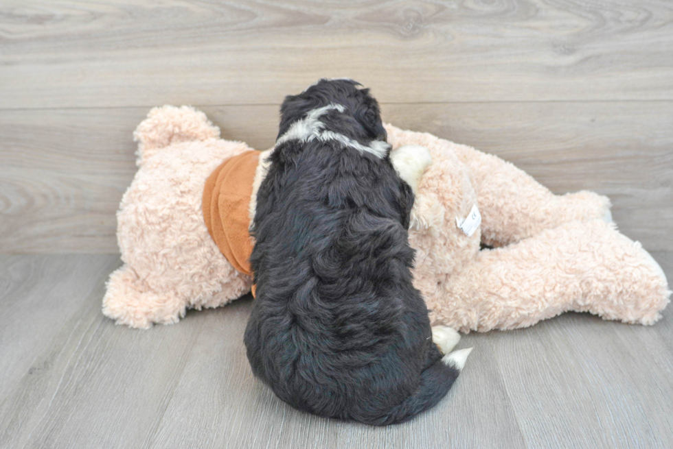 Sweet Mini Bernedoodle Baby