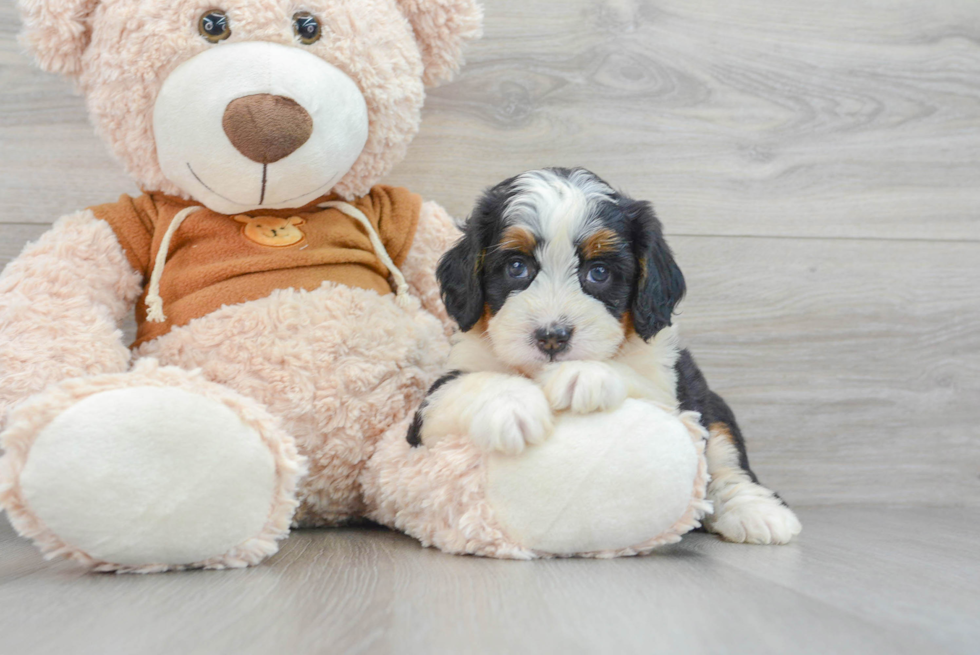 Friendly Mini Bernedoodle Baby