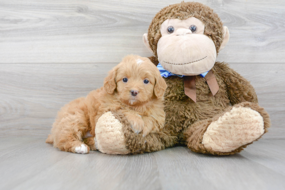 Best Mini Bernedoodle Baby