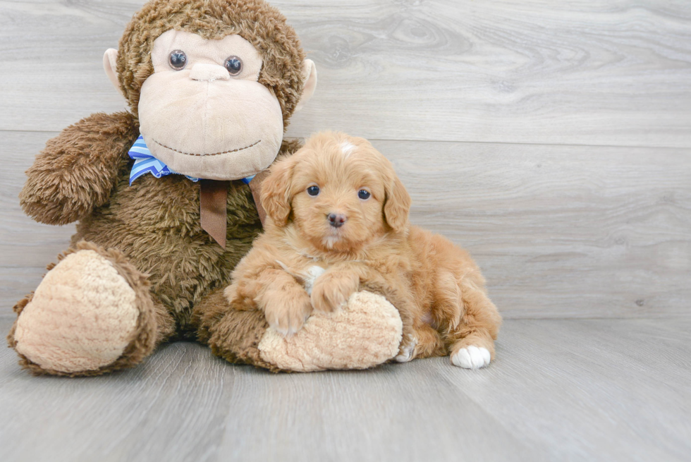 Adorable Mini Berniedoodle Poodle Mix Puppy