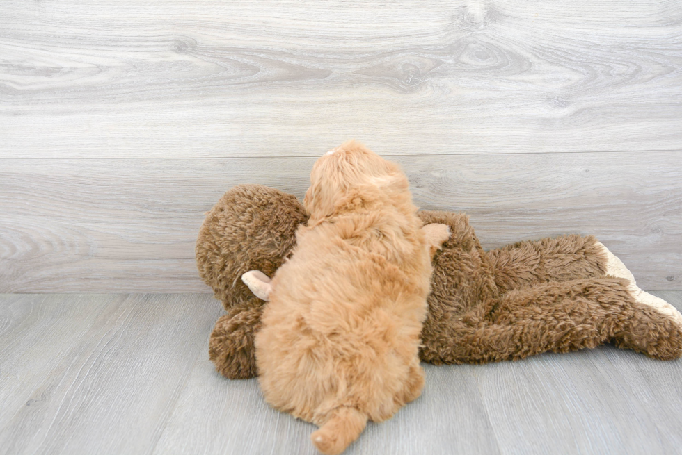 Mini Bernedoodle Pup Being Cute