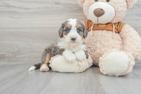 Mini Bernedoodle Puppy for Adoption