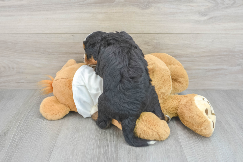 Adorable Mini Berniedoodle Poodle Mix Puppy