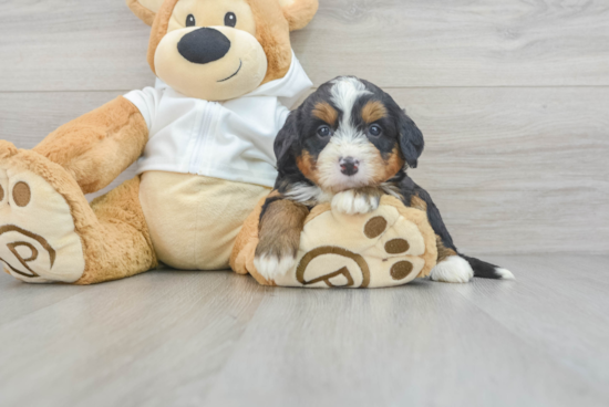 Mini Bernedoodle Pup Being Cute