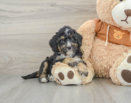 7 week old Mini Bernedoodle Puppy For Sale - Premier Pups