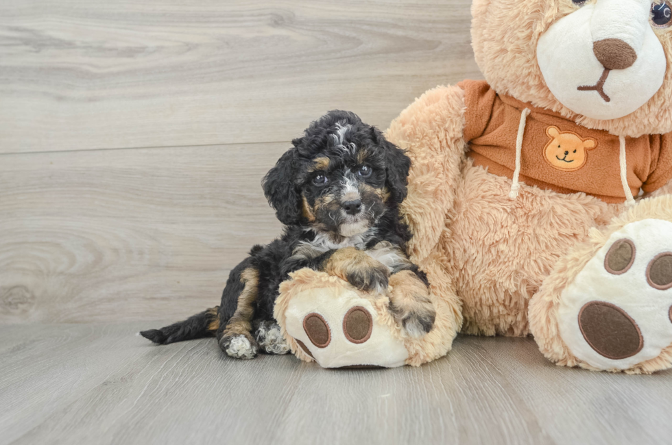 8 week old Mini Bernedoodle Puppy For Sale - Premier Pups