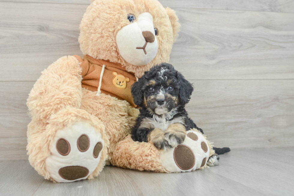 Best Mini Bernedoodle Baby