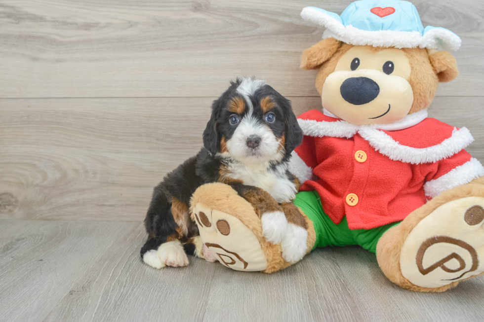 Small Mini Bernedoodle Baby