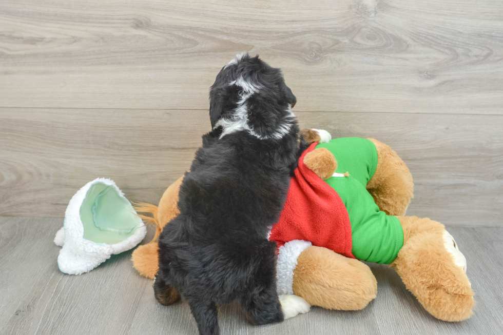 Mini Bernedoodle Pup Being Cute