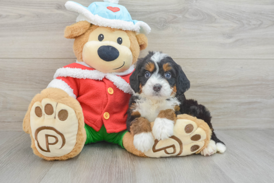 Mini Bernedoodle Pup Being Cute