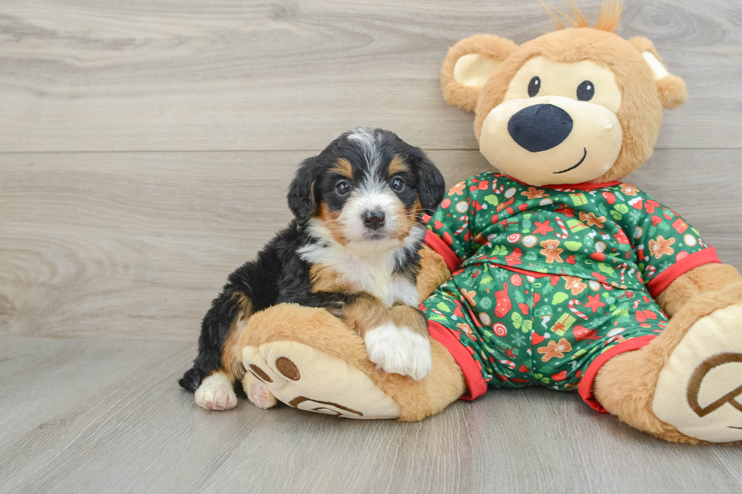 Smart Mini Bernedoodle Poodle Mix Pup
