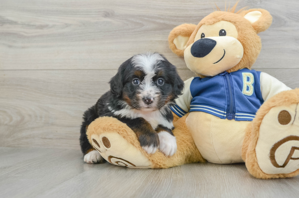 6 week old Mini Bernedoodle Puppy For Sale - Premier Pups