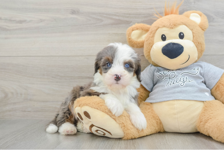 Happy Mini Bernedoodle Baby