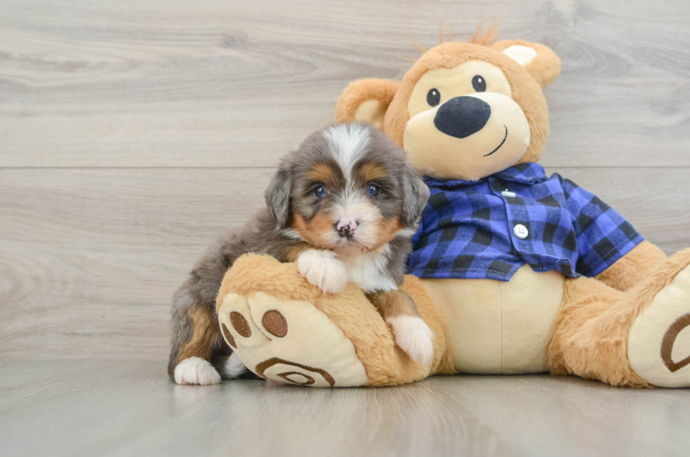 7 week old Mini Bernedoodle Puppy For Sale - Premier Pups