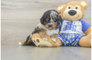 Best Mini Bernedoodle Baby
