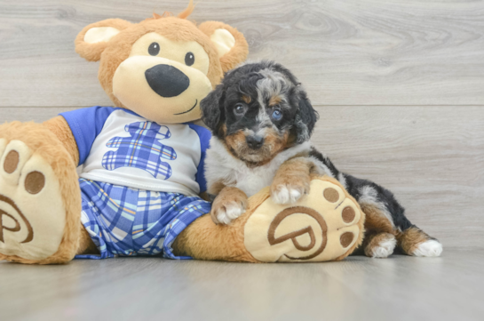 Adorable Mini Bernesepoo Poodle Mix Puppy