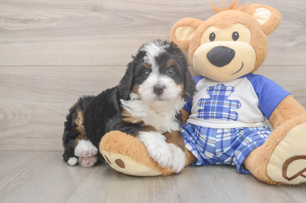 5 week old Mini Bernedoodle Puppy For Sale - Premier Pups