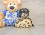 5 week old Mini Bernedoodle Puppy For Sale - Premier Pups