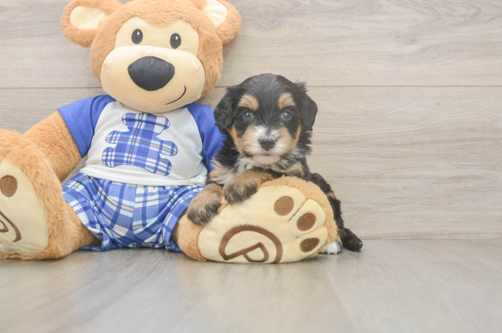 5 week old Mini Bernedoodle Puppy For Sale - Premier Pups