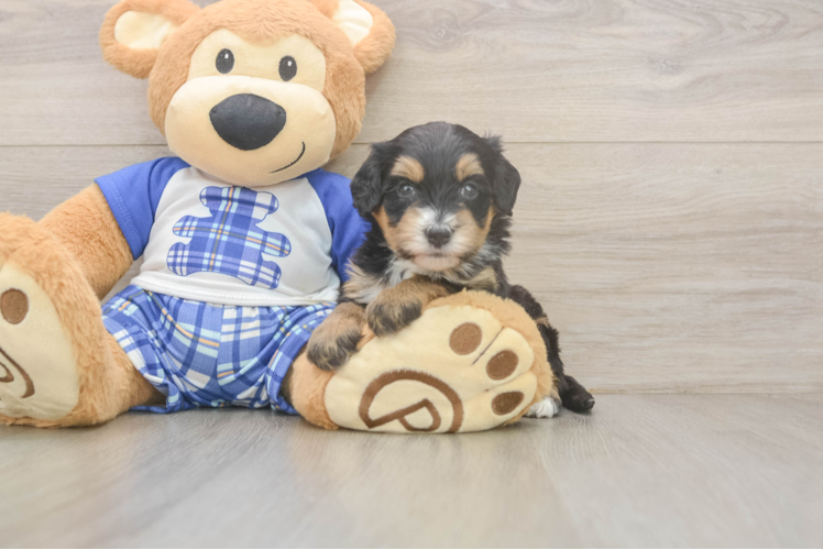 Meet Aloha - our Mini Bernedoodle Puppy Photo  1/3 - Premier Pups Mini Bernedoodle Pup Being Cute