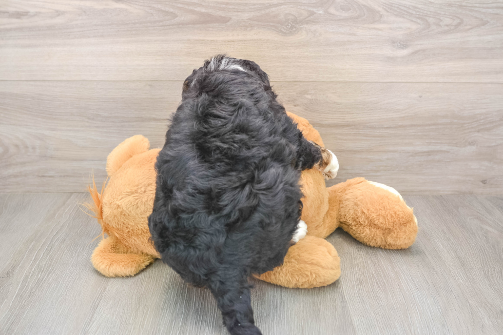 Energetic Bernadoodle Poodle Mix Puppy