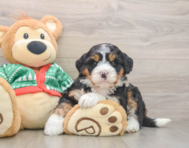 6 week old Mini Bernedoodle Puppy For Sale - Premier Pups