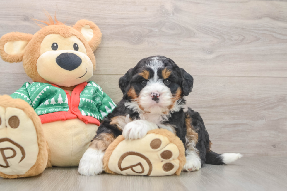 5 week old Mini Bernedoodle Puppy For Sale - Premier Pups