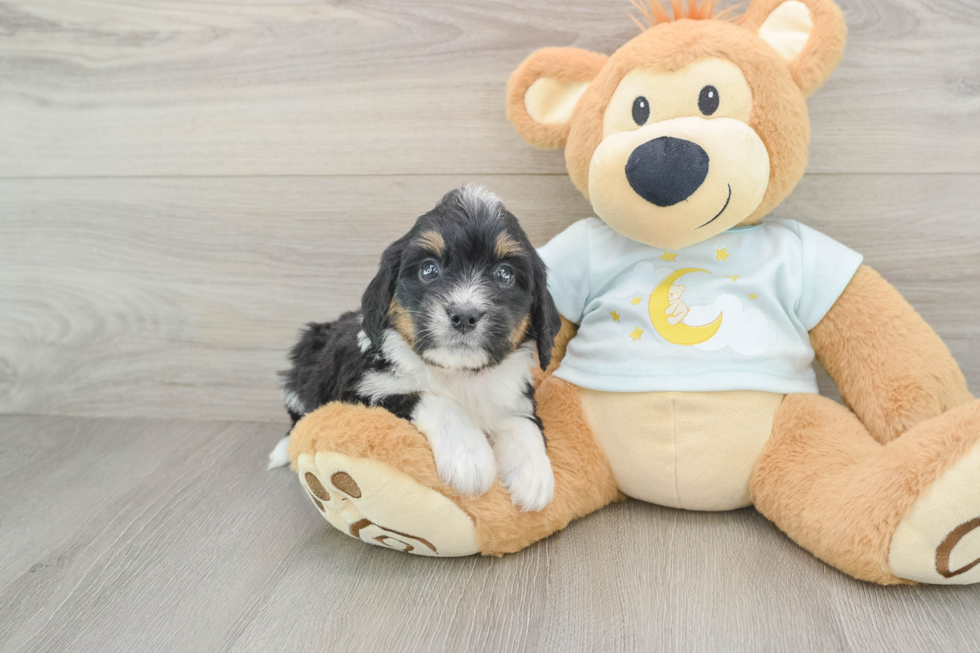 Energetic Mini Berniedoodle Poodle Mix Puppy