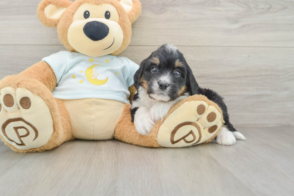 Best Mini Bernedoodle Baby